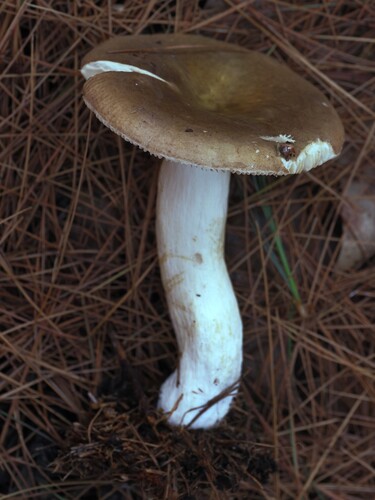 Russula