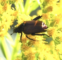 Strigoderma arbicola