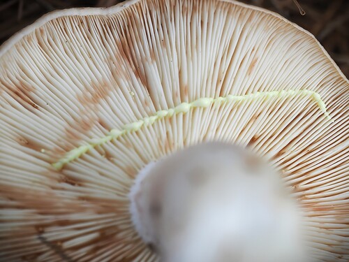 Lactarius vinaceorufescens