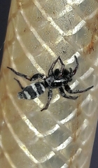 Latonigena