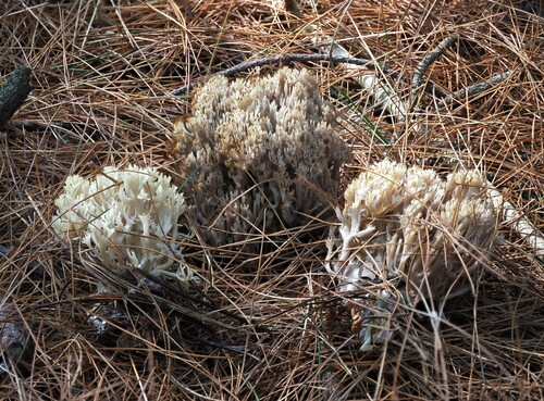 Clavulina coralloides