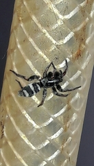 Latonigena