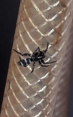 Latonigena