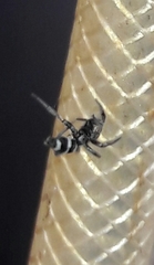 Latonigena