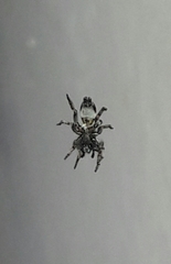 Latonigena