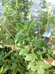 Lippia alba