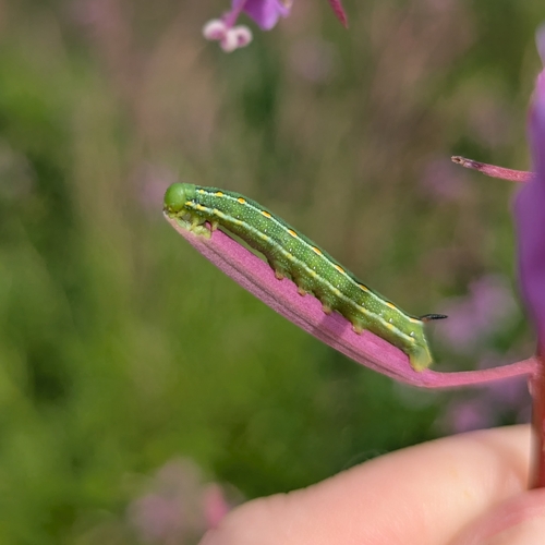 Bedstraw Hawkmoth photo 6