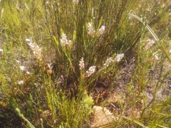 Spatalla racemosa