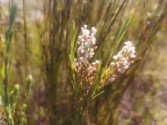 Spatalla racemosa