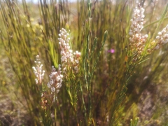 Spatalla racemosa