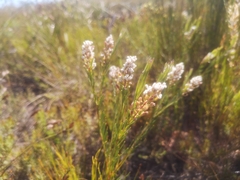 Spatalla racemosa