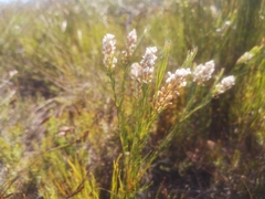 Spatalla racemosa