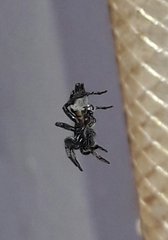 Latonigena
