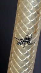 Latonigena
