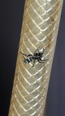Latonigena