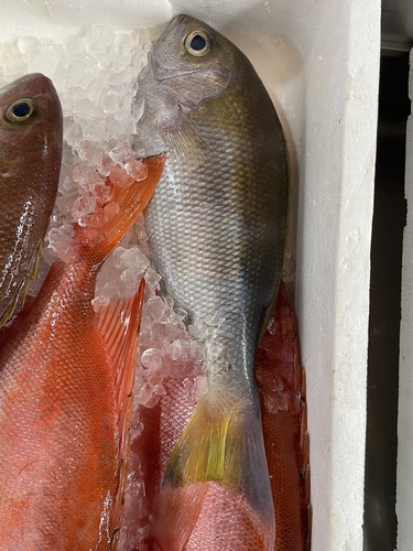Saddleback snapper (Paracaesio kusakarii) — Lutjanidae — 5