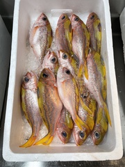 Ornate Jobfish photo 2