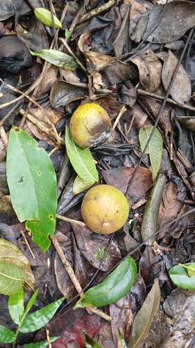 Juglans jamaicensis, photograph 4