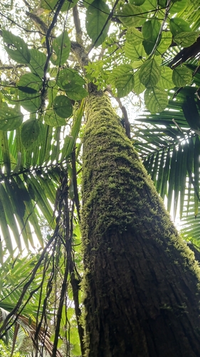 Juglans jamaicensis, photograph 5