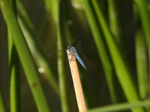 iNaturalist observation photo of Blue Dasher