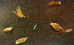 Bolboschoenus maritimus paludosus