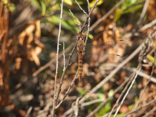 iNaturalist observation photo of Spot-winged Glider