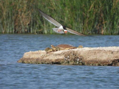 iNaturalist observation photo of Spiny Softshell