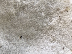 Loweomyces fractipes