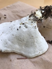 Loweomyces fractipes