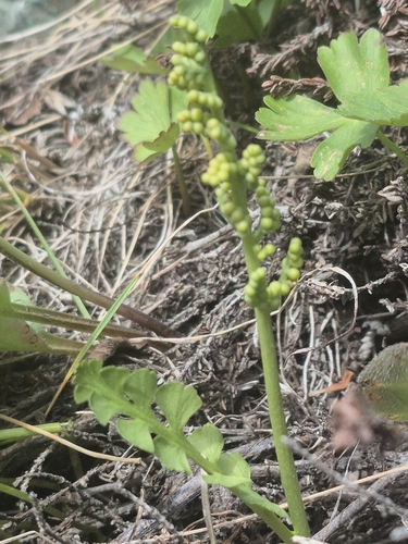 Mingan moonwort (Botrychium minganense)
