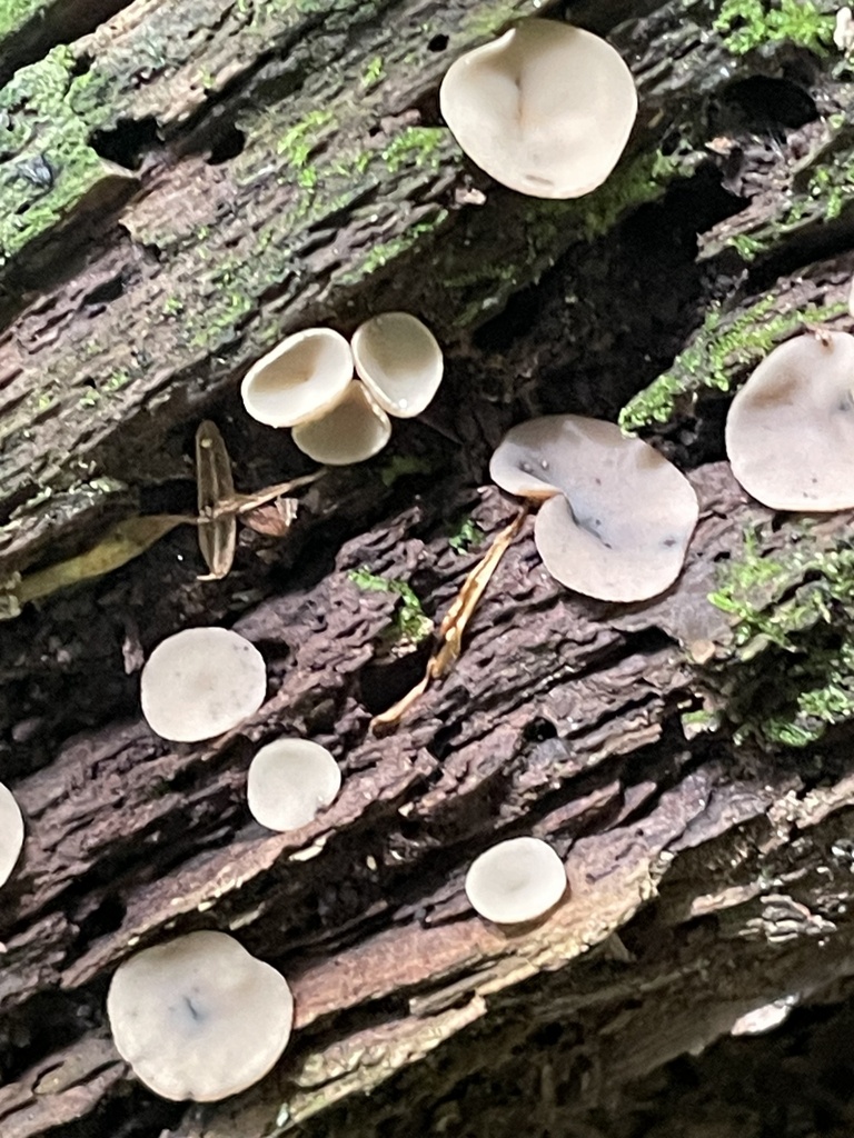 Tatraea macrospora