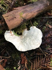 Loweomyces fractipes