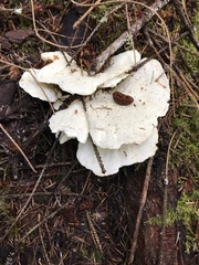 Loweomyces fractipes
