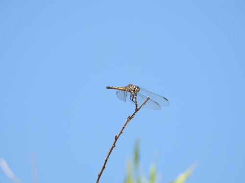iNaturalist observation photo of Blue Dasher