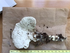 Loweomyces fractipes
