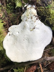 Loweomyces fractipes