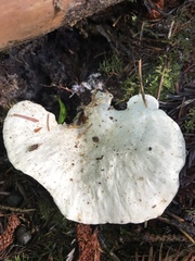 Loweomyces fractipes