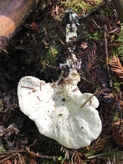 Loweomyces fractipes