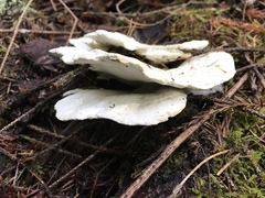Loweomyces fractipes