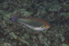 Cirrhilabrus punctatus