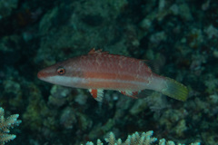 Oxycheilinus orientalis