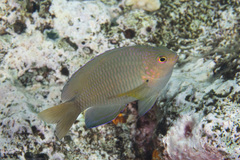 Pomacentrus spilotoceps