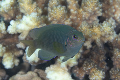 Pomacentrus spilotoceps