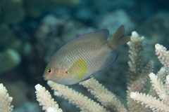 Pomacentrus spilotoceps