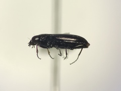 Notiophilus semistriatus