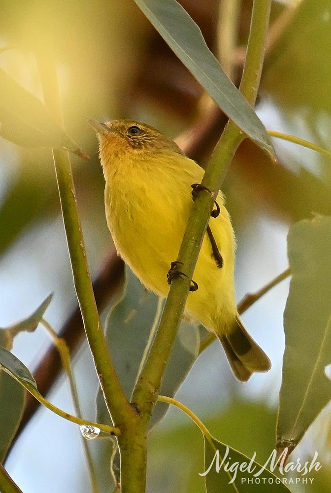 Acanthiza nana Vigors & Horsfield, 1827