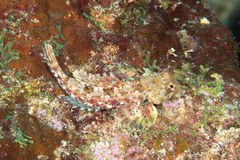 Synchiropus morrisoni