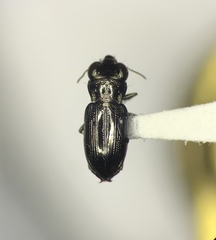 Notiophilus semistriatus