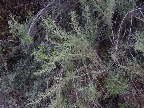 iNaturalist observation photo of California sagebrush