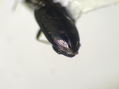 Notiophilus semistriatus